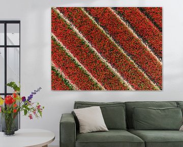 Tulpen in rode kleuren groeien in een veld tijdens de lente van Sjoerd van der Wal