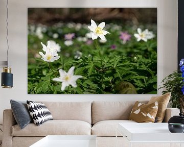 Bosanemoon, Anemone nemorosa van Alexander Ludwig