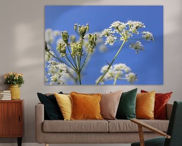 Hogweed (plant) von Melanie Schook