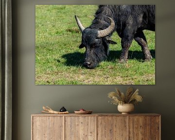 De Waterbuffel of Karbouw - Bubalus arnee bubalis van Rob Smit