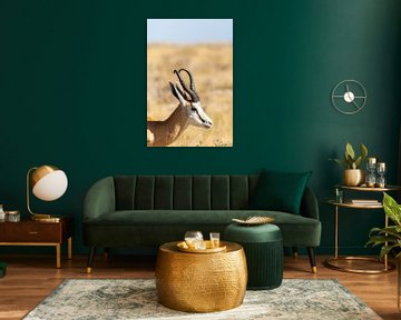 Portrait d'un springbok dans le désert sur Simone Janssen