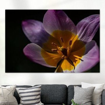 Les rayons chauds du soleil sur la belle fleur rose/jaune.