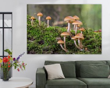 Mushrooms on a tree trunk with soft green background