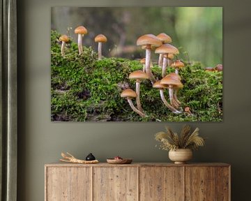 Pilze auf einem Baumstamm mit weichem grünen Hintergrund von Jolanda Aalbers