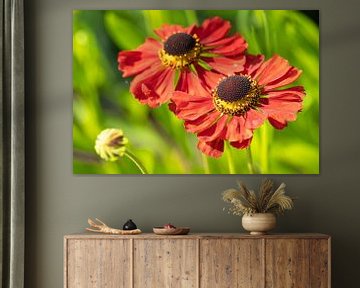 Zonnebloem, Helenium van Alexander Ludwig