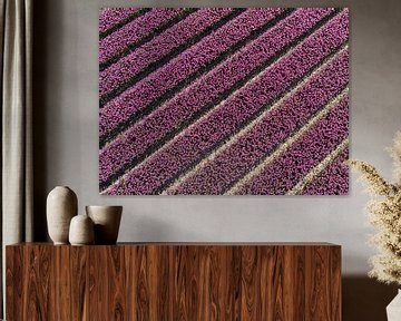 Pink tulips growing in agricutlural fields seen from above by Sjoerd van der Wal Photography