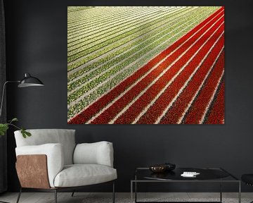 Tulipes rouges et jaunes poussant dans des champs agricoles, vues d'en haut. sur Sjoerd van der Wal Photographie