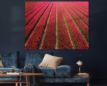 Rode tulpen in akkers van bovenaf gezien van Sjoerd van der Wal Fotografie
