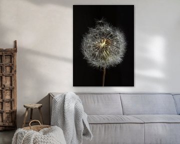 A fluffy flower in lowkey by Jefra Creations