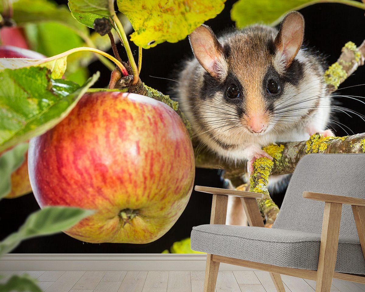 Raumvorschau