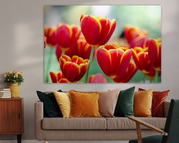 Hollandse tulpen/Dutch Tulips van Joyce Derksen