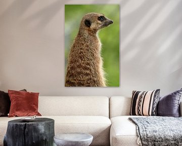 Meerkat staan van Thomas Marx