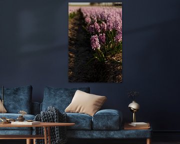 Bulb field full of pink hyacinths by Rob Baken