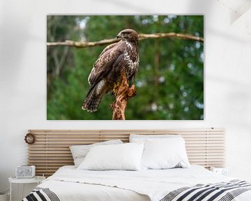 Buizerd van Marjon Tigchelaar