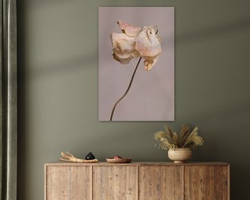 Licht roze bloem  op warm grijze achtergrond minimalistische close-up van Iris Koopmans