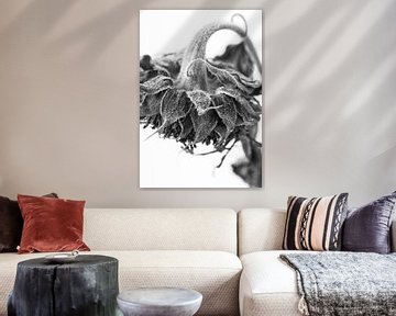 Tournesol gracieux, gros plan, photographie en noir et blanc sur Iris Koopmans