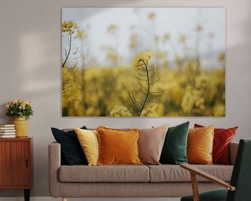 Natuurfotografie | Landschap van gele bloemen veld van AIM52 Shop