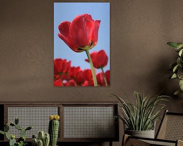 Een rode tulp met mooi lenteweer