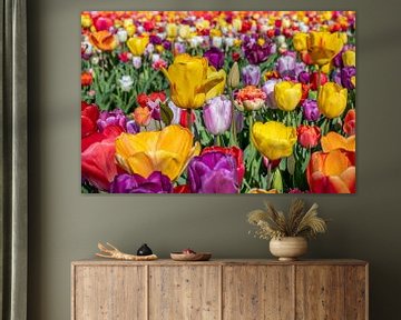 Tulpenveld met meer kleuren tulpen van Kok and Kok