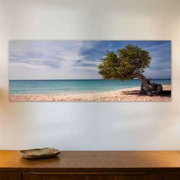 Divi Divi boom op Aruba van Giovanni della Primavera