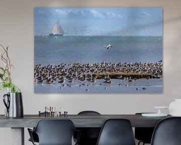 Black-headed gull inspects curlews on Terschelling by HylkoPhoto