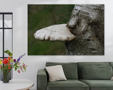 Nature's art: toadstool tongue petrified in the Birch by wil spijker