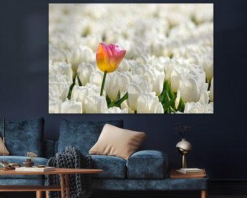 stray tulip ,verdwaalde tulp van Hilda booy