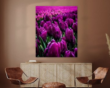 tulipes heureuses sur snippephotography