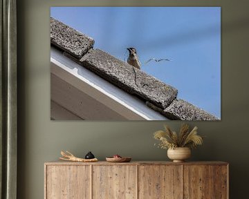 Der Sperling, Nestbauer unter dem Dach von foto by rob spruit