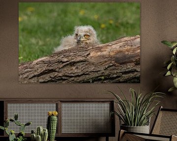 Siberian eagle owl chick behind a tree trunk