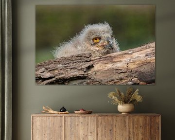 Siberian eagle owl chick by Tanja van Beuningen