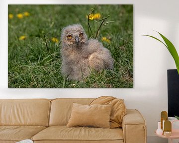 Siberian eagle owl chick in the grass