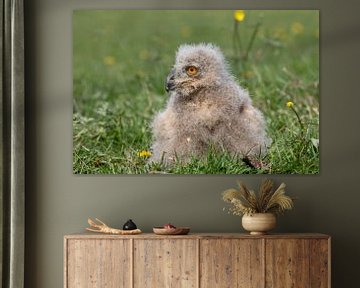 Siberian eagle owl chick.