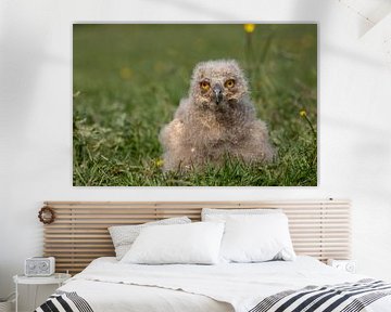 Siberian eagle owl chick in the grass by Tanja van Beuningen