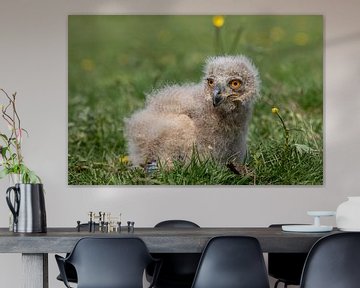 Poussin de hibou grand-duc de Sibérie, âgé de 3 semaines. sur Tanja van Beuningen