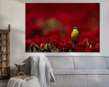 Gele kwikstaart tussen de rode tulpen, Noordoost polder, zangvogel, van Corrie Post
