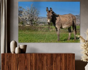 Een Griekse ezel op de Lassithi Hoogvlakte op Kreta van Chantalla Photography