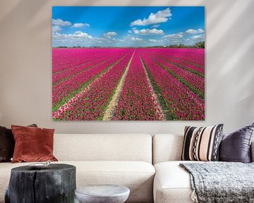 Pink tulips blooming in a field of flowers during springtime