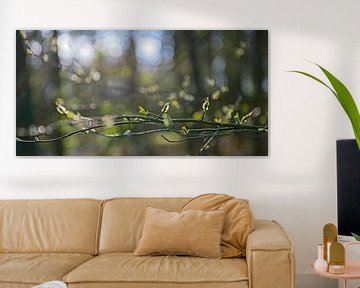 forêt atmosphérique au printemps