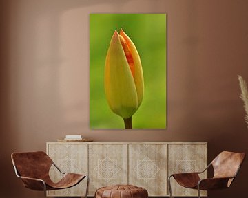 Mooie gele tulp van Shutterbalance