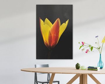 Tulipe de la forêt sur Shutterbalance