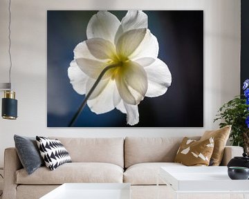 Blume mit Hintergrundbeleuchtung | Bokeh | Weiß | Blau von Barbara Kempeneers