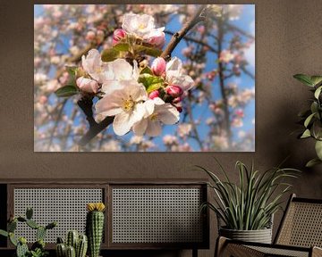 Blüten und Knospen vom Apfelbaum von Dieter Walther