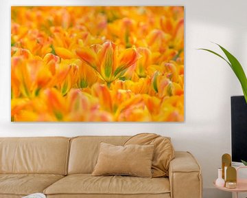 Tulp -Tulipa Orange Marmelade van Marco Liberto