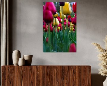 bottom view of red and yellow tulips by Saskia S