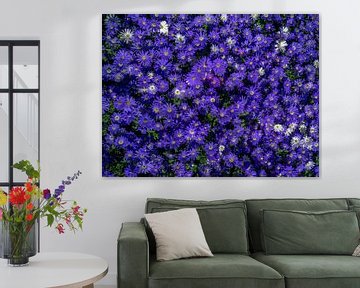 Violette Bodenblumen