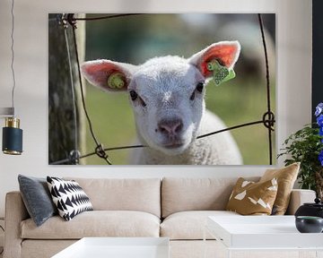 Texel lamb / Lamb by Ricardo van den Brink