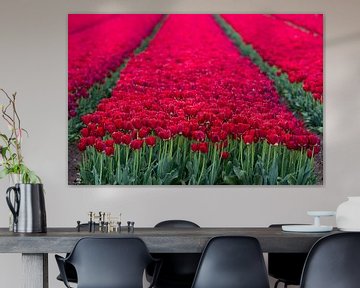 Een bollenveld met rode tulpen in Flevoland van Bianca Fortuin