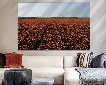Een veld met roodgele tulpen
