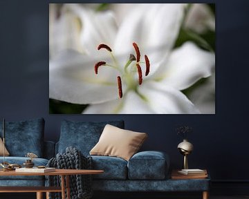 White lily close-up by Bob Janssen